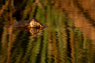 eye of caiman, yacare, yacaré, Caiman yacare in the water with simmetrical reflection. Alligator