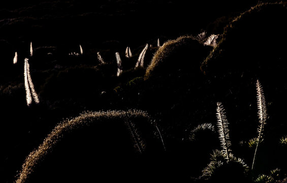 Moonlit Grasses on Nocturnal Hills