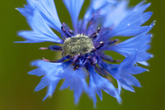 Insect tropinota hirta on a blue cornflower (Centaurea cyanus) flower in a field. Hairy bronze beetle.
