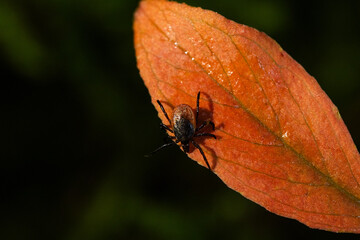 A tiny Castor bean tick waiting for its prey on the edge of a small leaf on a summer day in a boreal forest in Estonia