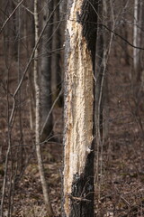 Fototapeta premium Damage to tree from a Pileated Woodpecker (Dryocopus pileatus) during spring