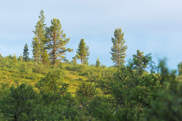 Tundra Birch and Pine trees growing on a slope on a sunny summer evening in Urho Kekkonen National Park, Northern Finland