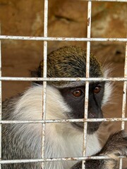 Heart broken Caged monkey looking from behind bars in a zoo in Egypt