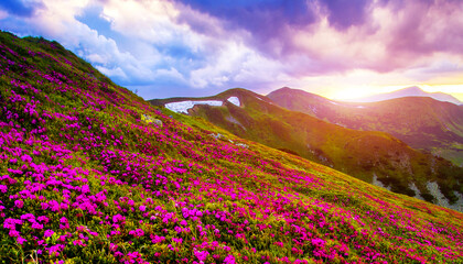 Fototapeta na wymiar blooming pink rhododendron flowers, amazing panoramic nature scenery, Europe 