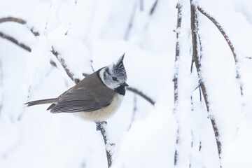 A small and shy Crested tit perching in the middle of snowy branches in the middle of winter...