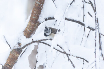 A small and shy Crested tit perching in the middle of snowy branches in the middle of winter wonderland in a boreal forest in Estonia, Northern Europe