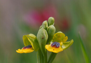 Orchidea, Orchid, Yellow bee Ophrys (Ophrys lutea subsp. lutea) Alghero, Sardinia, Italy