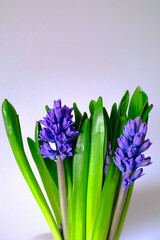 blue hyacinth flowers isolated on white background, floral greeting card 