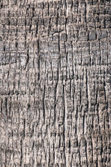 bark of palm tree trunk. natural tree texture.