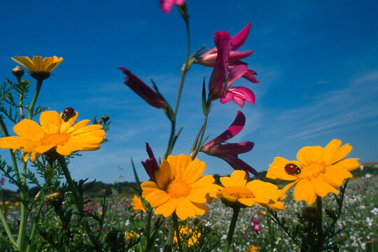 Single Cornflag flower, (Gladiolus communis), flowers in the field, Flowery field in spring. Alghero, Sardinia, Italy.