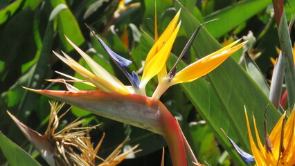 strelitzia tropical flower canary islands typical tourism warm green background garden plants