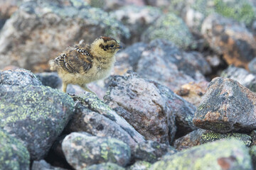 Small Rock ptarmigan chick wandering around on the rocks during a summer morning in Urho Kekkonen National Park, Northern Finland	