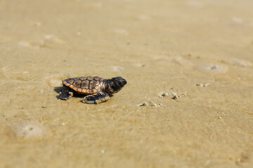 loggerhead sea turtle hatchling heading to the ocean