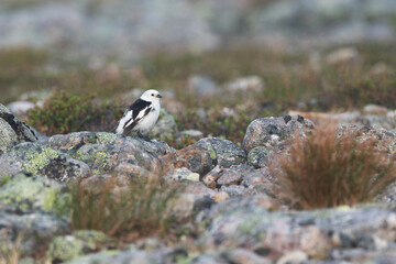 A small Snow bunting standing on a rock on a fell in Urho Kekkonen National Park, Northern Finland