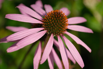 Close up of pink flower. Flower autumn background 