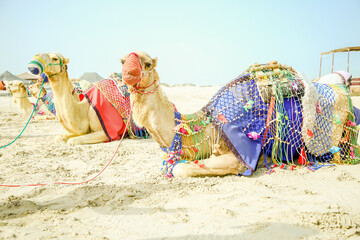 camels in the desert