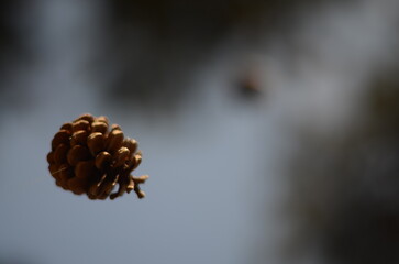 pine cones in the air