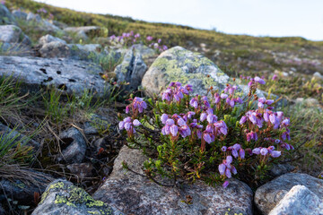 A group of Blue heath flowering in a rocky habitat in Urho Kekkonen National Park, Northern Finland