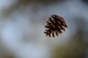 pine cones in the air