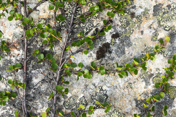 Dwarf birch with tiny leaves growing on a rock in Urho Kekkonen National Park, Northern Finland