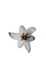 Lady tulip Arial View Png . white flower isolated on white transparent background . flower png 