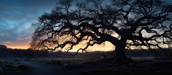 Leafless branches of an ancient oak tree under the twilight