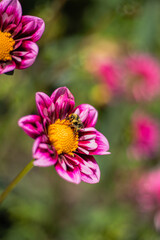 Obraz premium Pink Dahlia Flower with a Bee Gathering Pollen