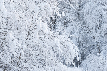 A snowy deciduous forest on a winter day in rural Estonia, Northern Europe