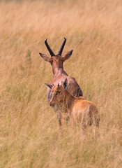 Kob, National Animal of Uganda