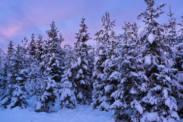Snowy spruce trees in a sapling stage commercial forest on a winter evening in rural Estonia,...