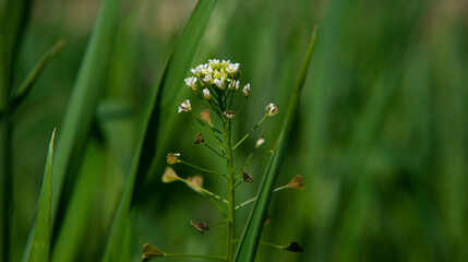 green grass and flowers. White Flowers  In Grass . 