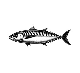 Atlantic Mackerel Fish hand drawn vector illustration