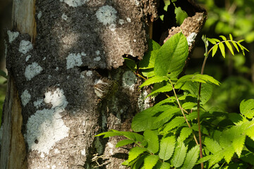 Eurasian treecreeper coming out of a nest under loose tree bark on a sunny spring morning in a...