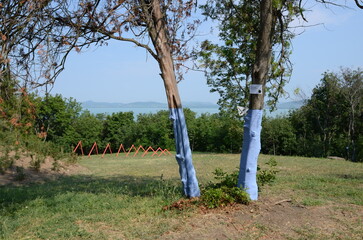 prepared trees in a meadow