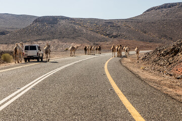 Camels on a road 8788 to Wadi Disah, Saudi Arabia - obrazy, fototapety, plakaty