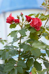 Red rose in the garden.
