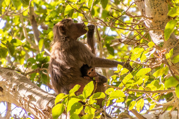 Hamadryas Baboon (Papio hamadryas) on a tree near Thee Ain ( Dhi Ayn) village, Saudi Arabia