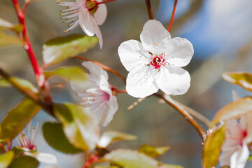 almond flower on a branch close-up