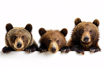 Three brown bears peeking over a white surface - obrazy, fototapety, plakaty