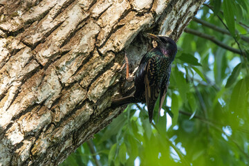 An adult Common starling bringing food for chicks and holding on to a tree bark in a woodland in Estonia, Northern Europe