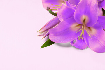 Violet lily flowers on white background. Funeral attributes