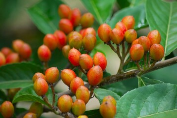 Mis flores,nuestras flores para toda la humanidad un regalo de la naturaleza.