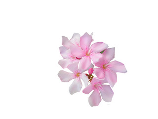 beautiful pink oleander also known in india as karen or karan spring flower texture design for...