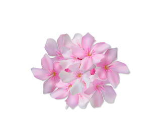 beautiful pink oleander also known in india as karen or karan spring flower texture design for...