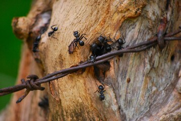 Hormigas incansables trabajadoras,con mucha fuerza mueven grandes hojas.