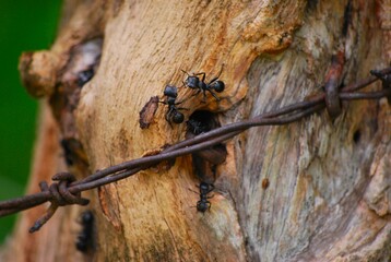 Hormigas incansables trabajadoras,con mucha fuerza mueven grandes hojas.