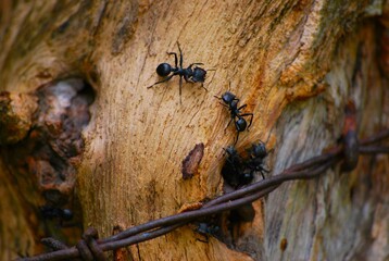 Hormigas incansables trabajadoras,con mucha fuerza mueven grandes hojas. - obrazy, fototapety, plakaty