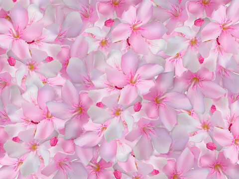 beautiful pink oleander also known in india as karen or karan spring flower texture design for nature,religious,art,card,web concept,cut out in transparent background,png format