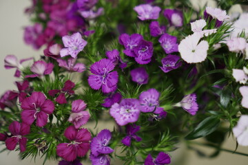 pink and white flowers