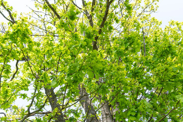Fresh, bright green English oak leaves on a late spring day in rural Estonia, Northern Europe